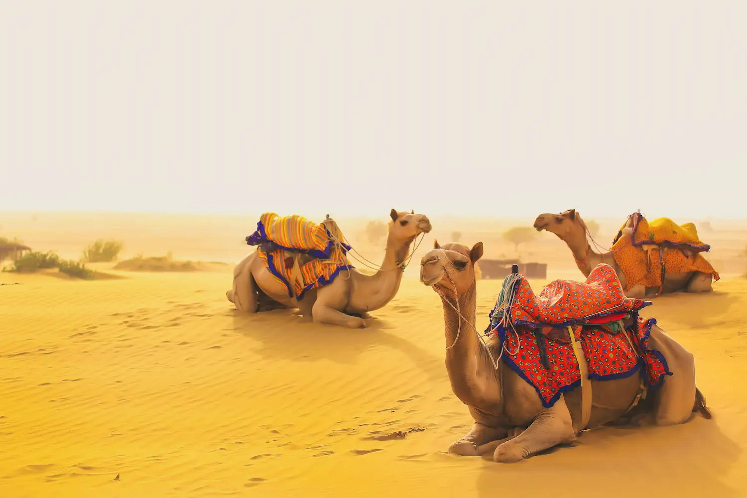 Royal palaces and heritage sites in West India