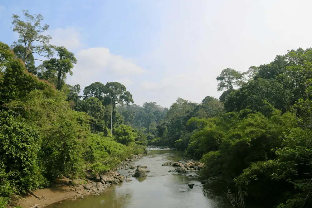 Orangutan in the Borneo rainforest Malaysia Indonesia