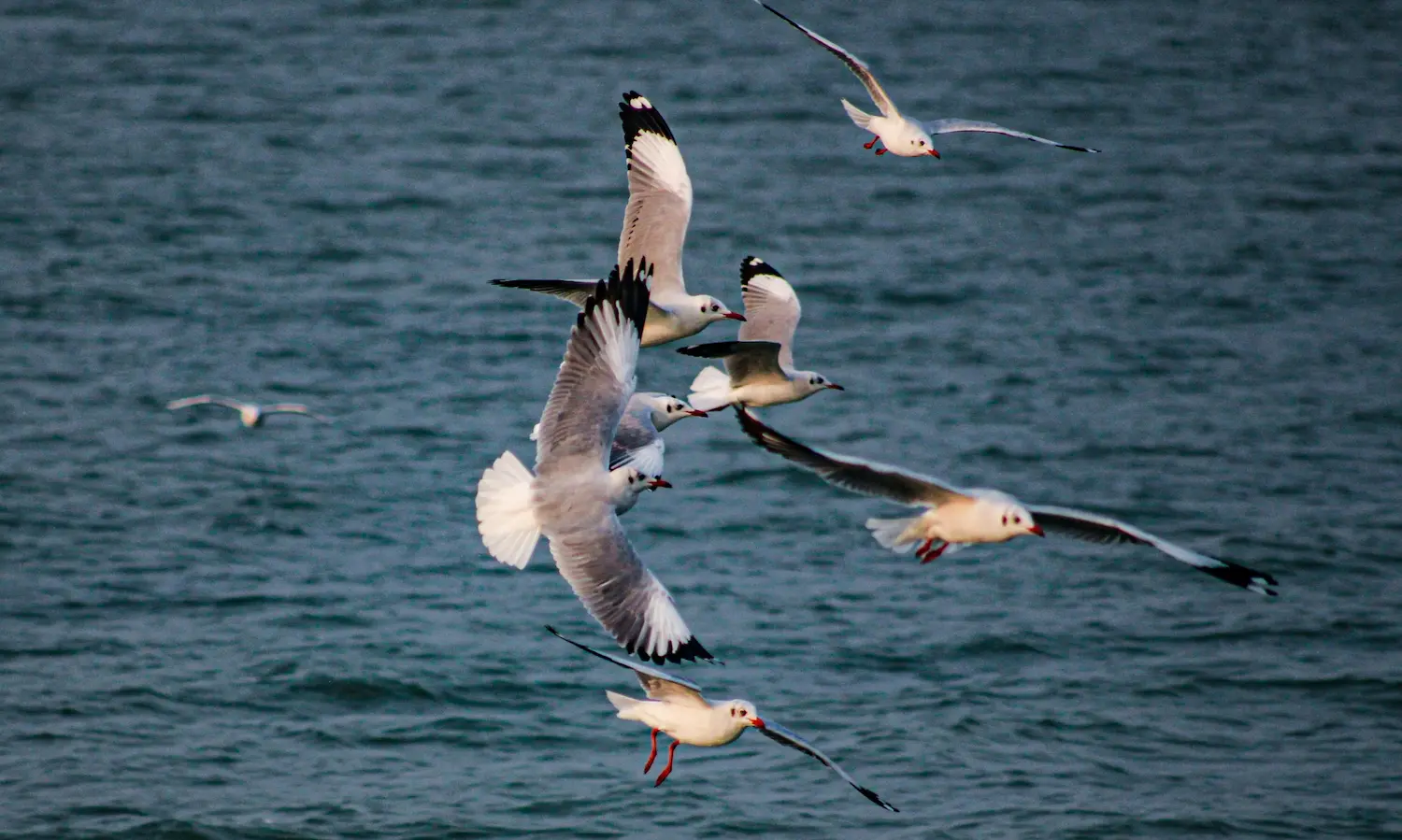 Chilika lake and coastal sea landscapes in East India