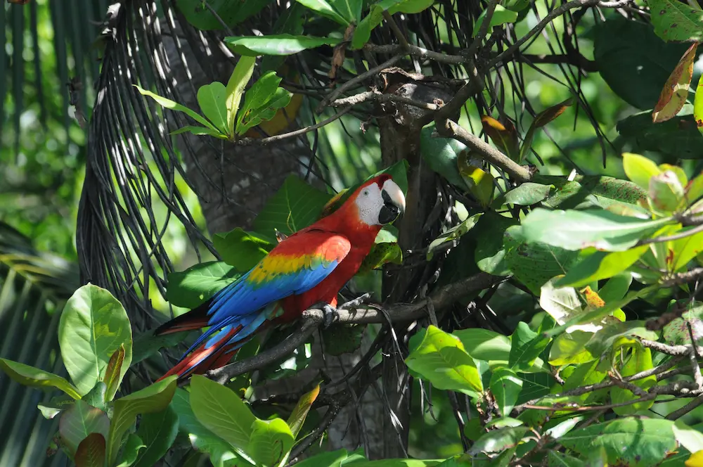 Rainforest wildlife in Corcovado National Park Costa Rica