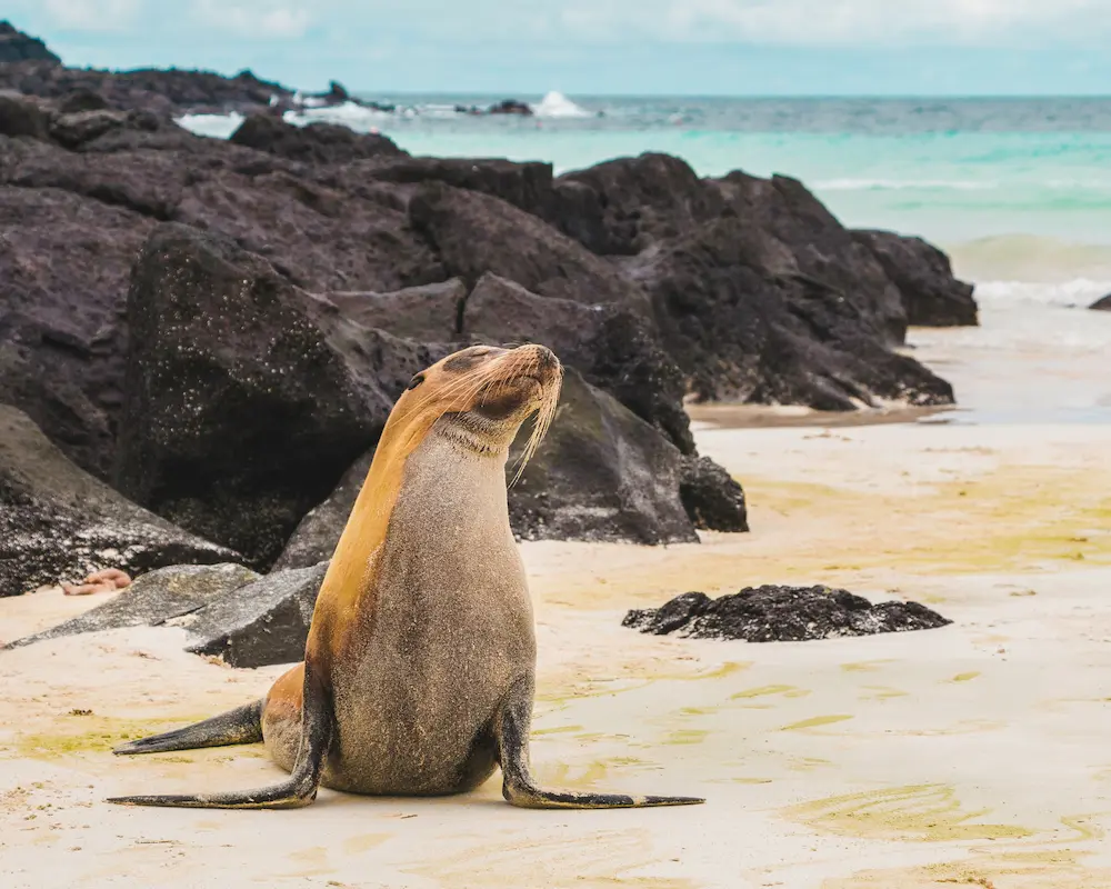 Wildlife and landscape of the Galapagos Islands Ecuador