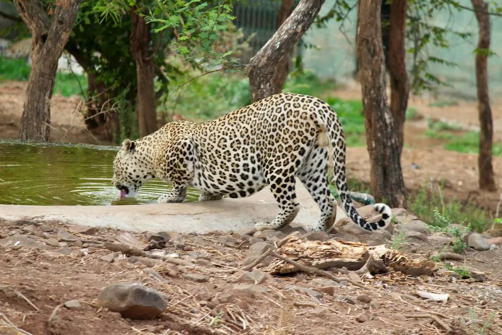 Wildlife and national parks in West India