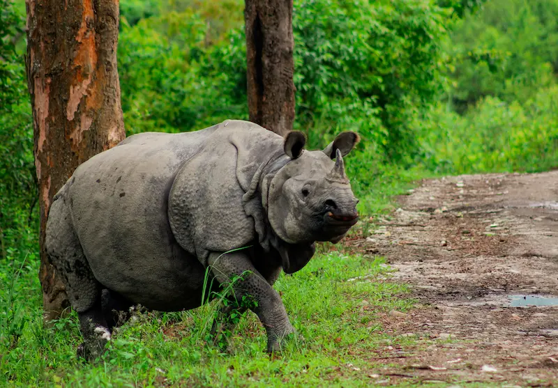 Wildlife and national parks in North East India