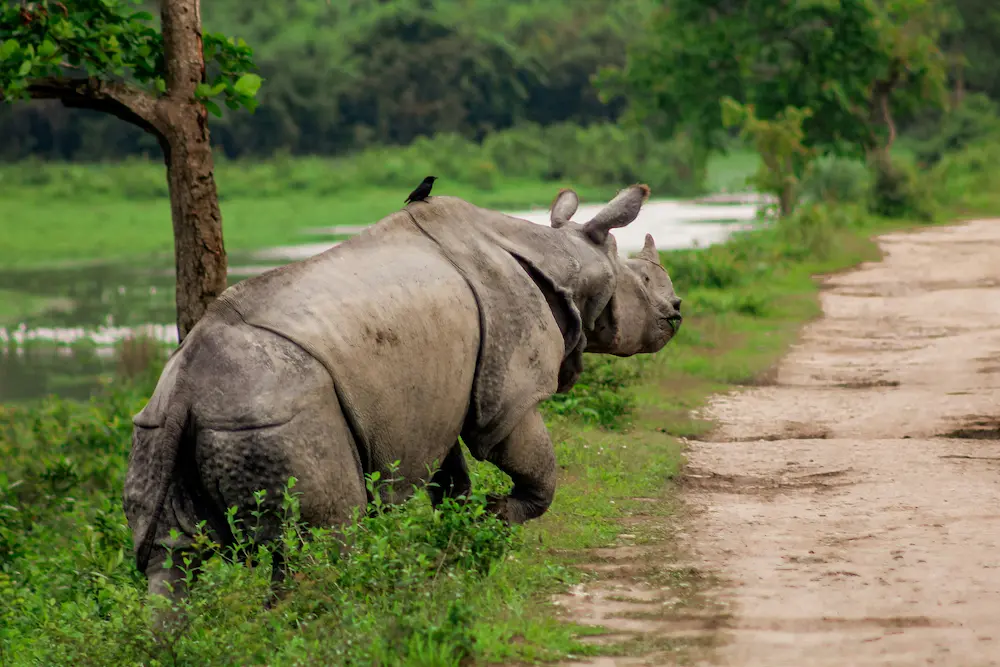 One horned rhinoceros in Kaziranga National Park India