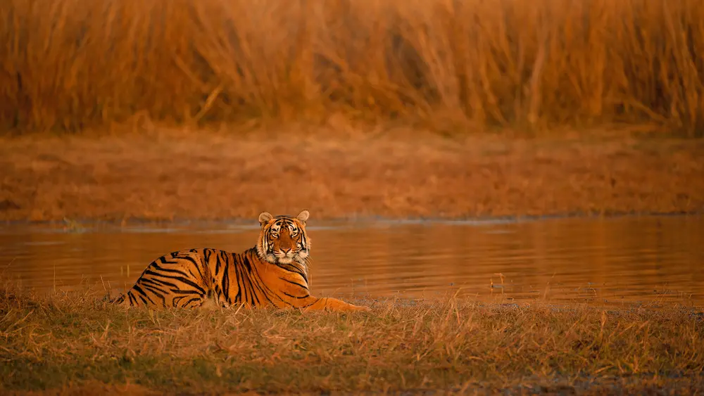 Nature and wildlife destinations in India