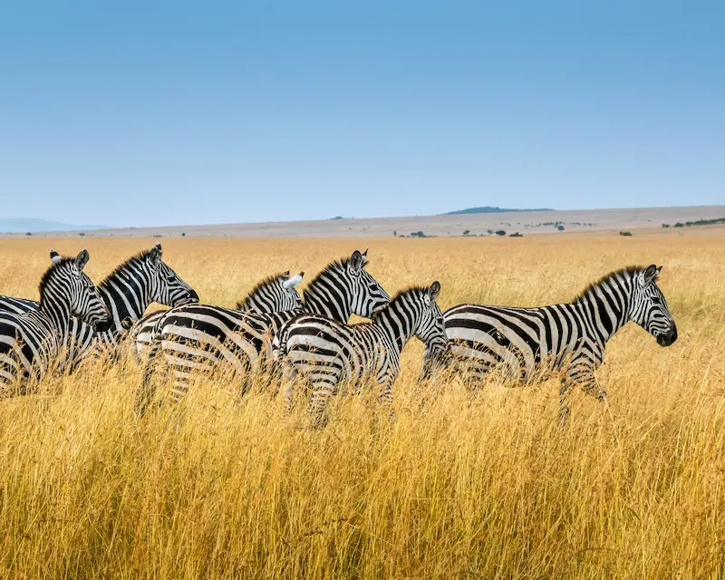 Wildlife parks and natural landscapes in North India