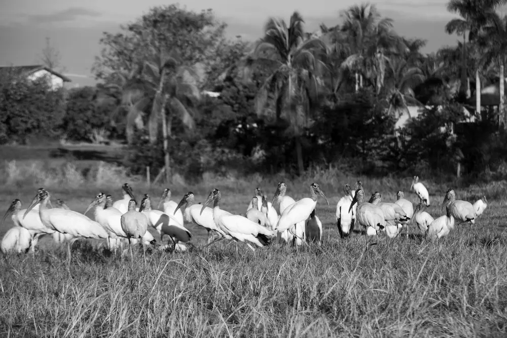 Jaguar and wetland landscape in the Pantanal Brazil