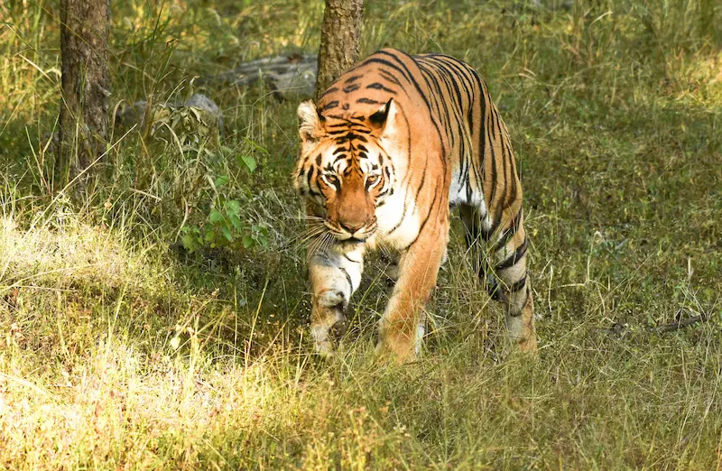 National parks and wild tiger reserves in Central and East India