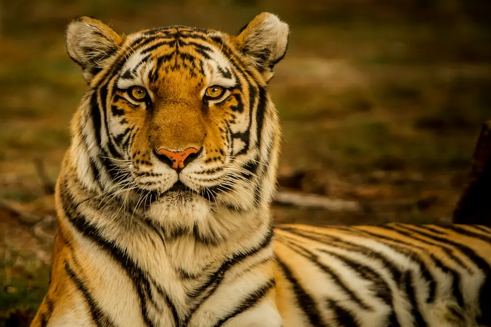 Wildlife parks and natural landscapes in South India