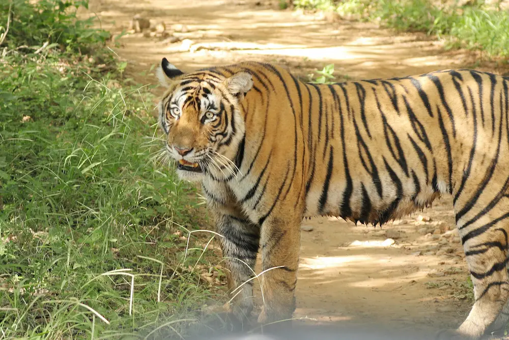 Tiger in Ranthambore National Park India