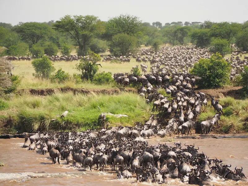 Wildlife in the Serengeti Mara ecosystem Kenya Tanzania