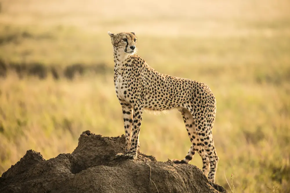 Wildebeest and wildlife in Serengeti National Park Tanzania