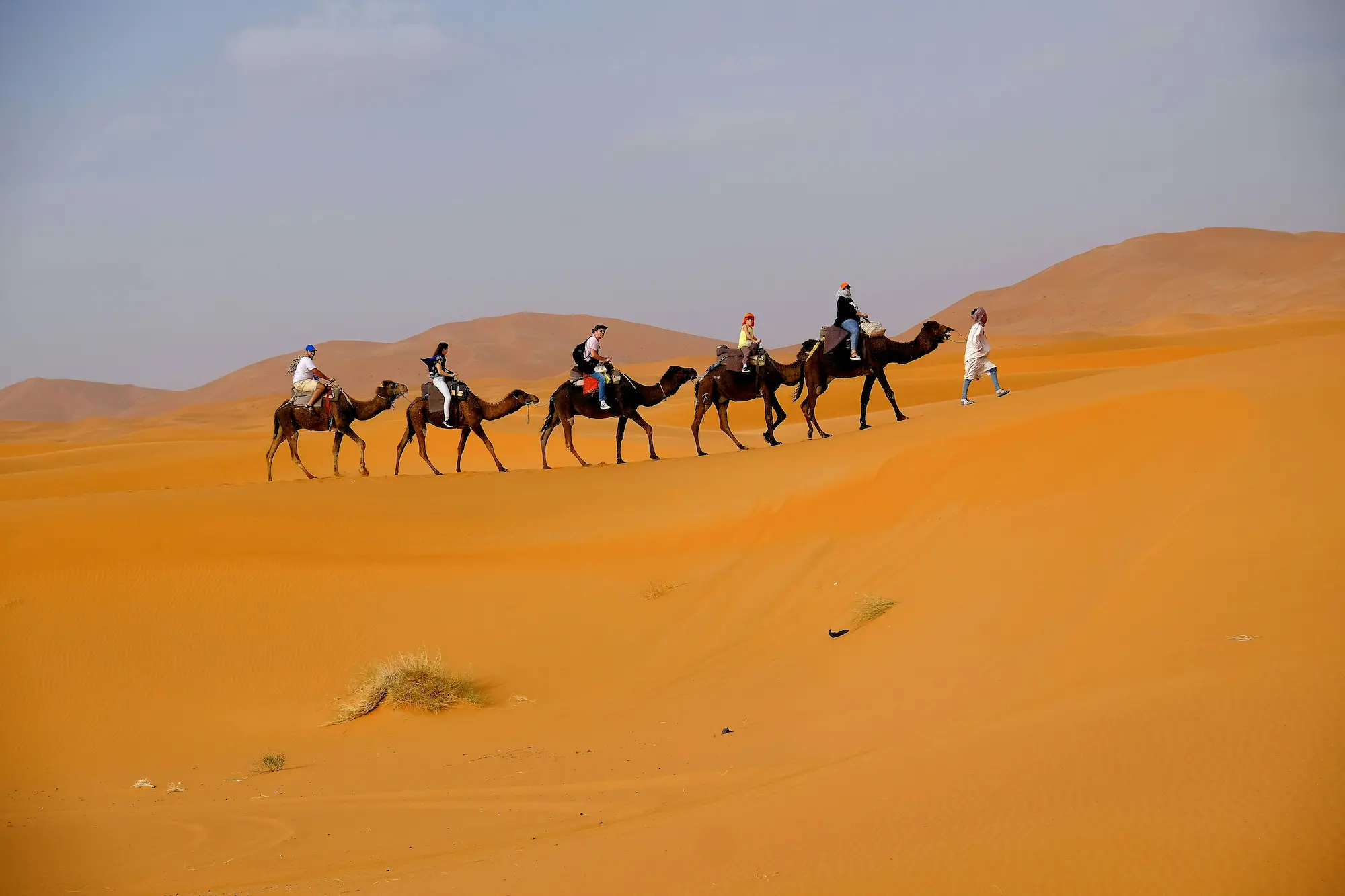 Camel safari in Bikaner, Rajasthan, offering an experience of the region's desert landscape