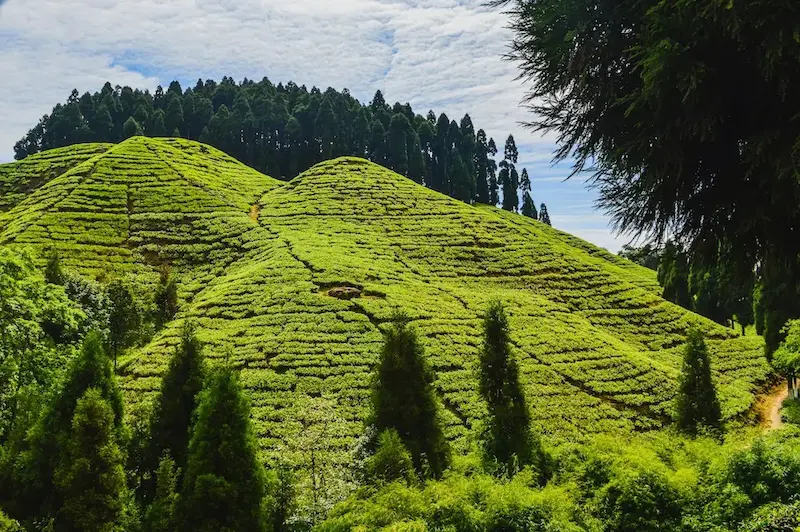 Darjeeling hill town with Himalayan mountains and tea gardens