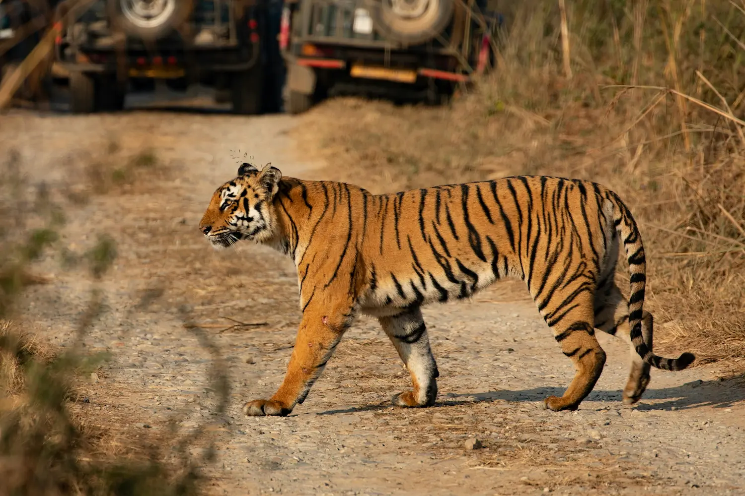 Nature and wildlife destinations in India