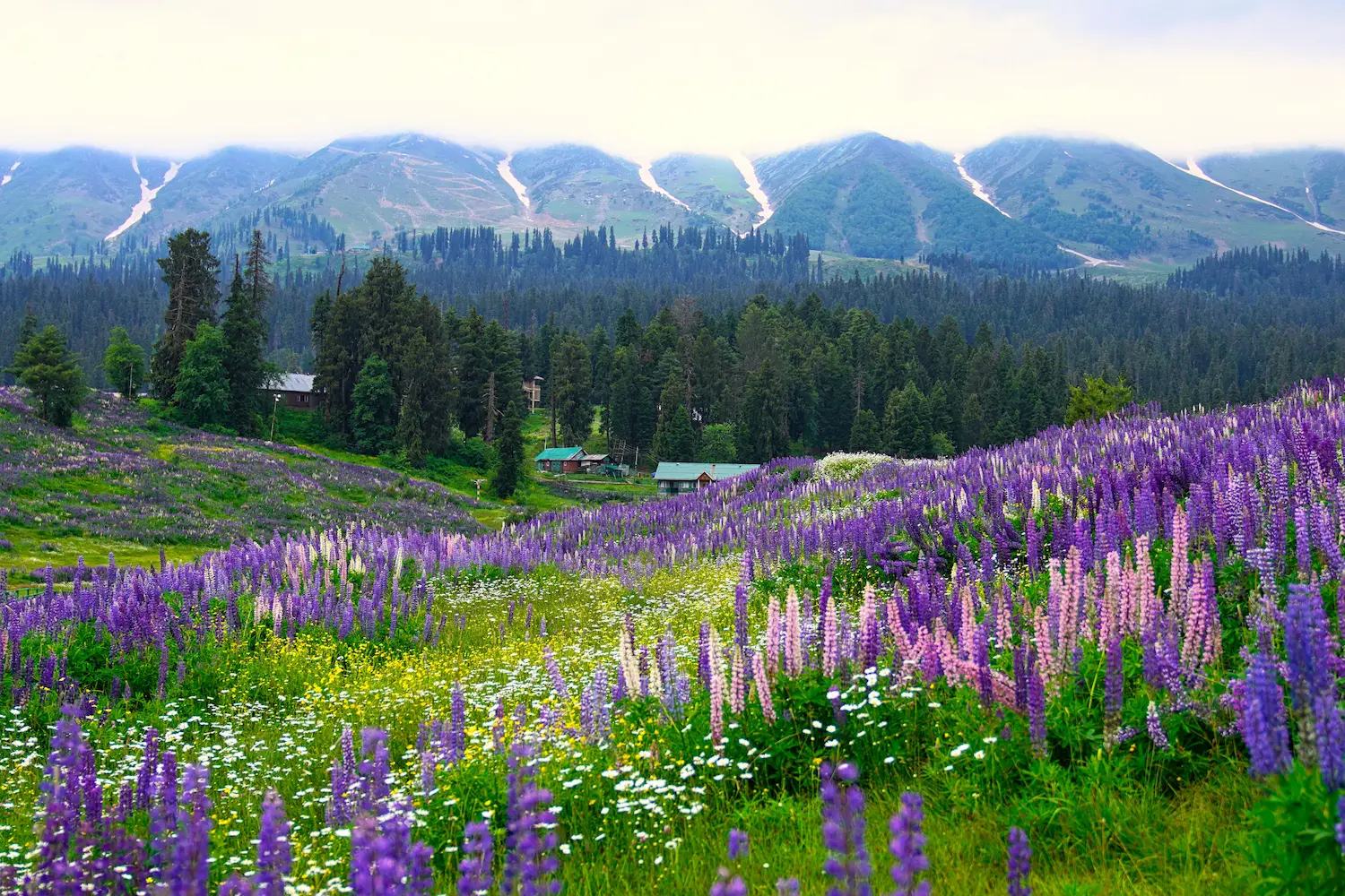 Valley of Flowers in Uttarakhand